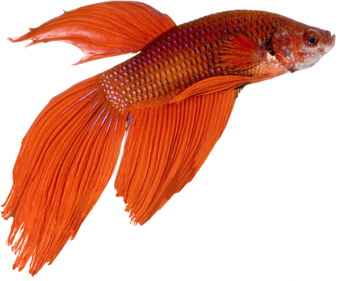 Siamese Fighting Fish